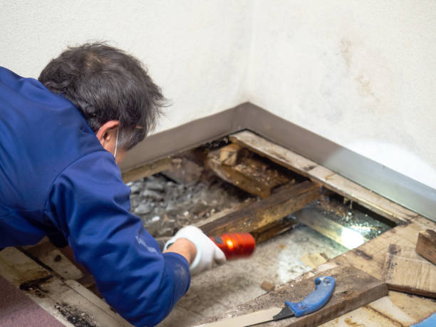 Best Mold Removal Near Me  in Appomattox, VA
