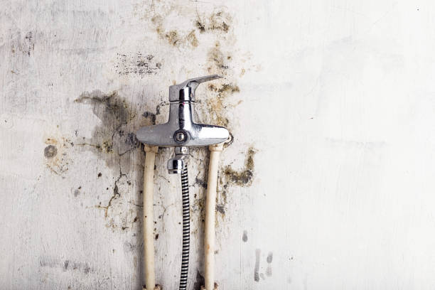 Best Home Mold Removal  in Appomattox, VA