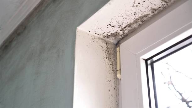 Best Mold Remediation  in Appomattox, VA