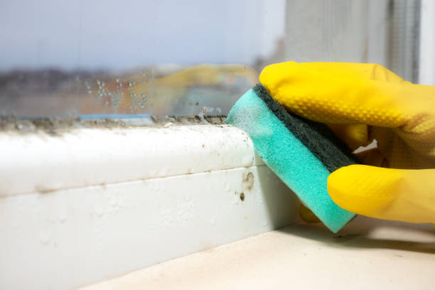 Best Mold Inspection  in Appomattox, VA