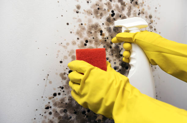 Best Office Mold Removal Services  in Appomattox, VA