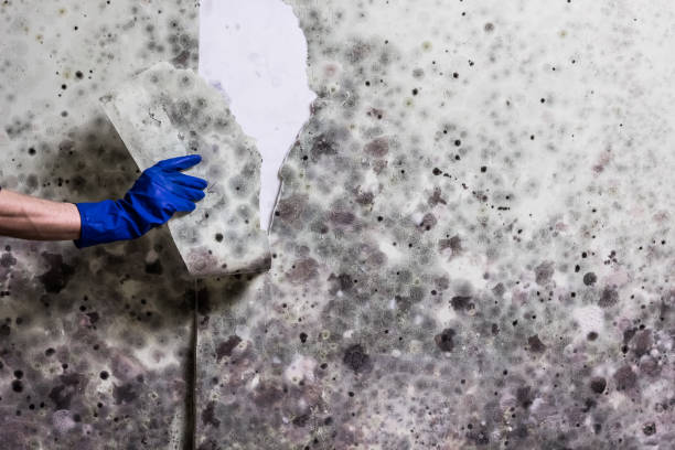 Best Local Mold Removal Service  in Appomattox, VA