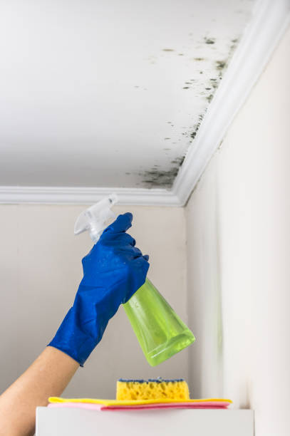 Mold Testing and Removal in Appomattox, VA